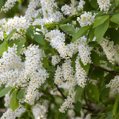 Prunus Padus New-CLT 35 08-10 A.F.