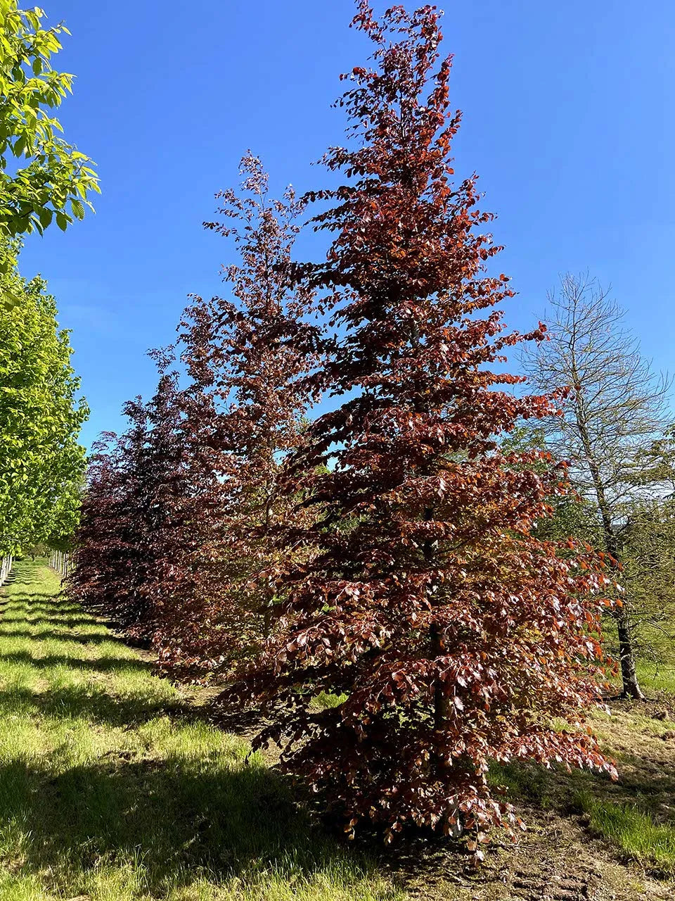 Fagus Sylvatica Atropurpurea Deco 215 200-250 Cono – The Pavilion