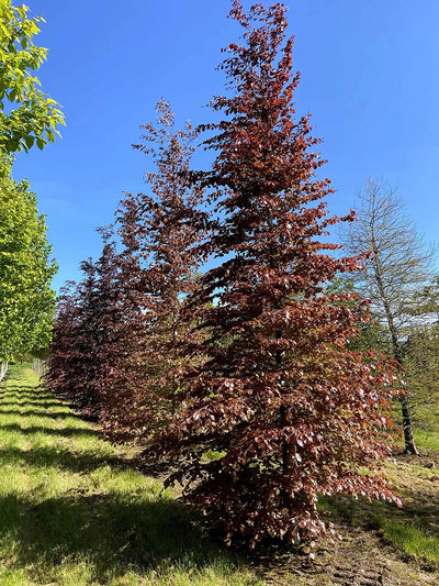 Fagus Sylvatica Atropurpurea Deco 215 200-250 Cono