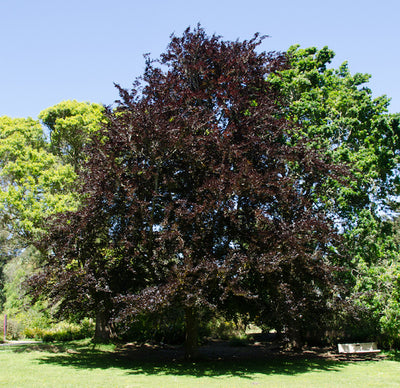 Fagus Sylvatica Atropurpurea Deco 215 200-250 Cono