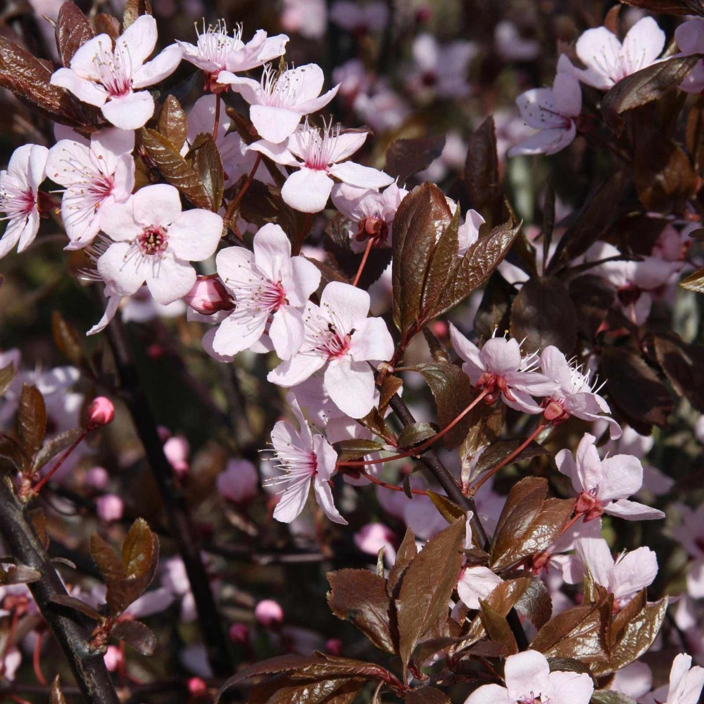 Prunus Cerasifera Nigra New-CLT 18-25 08-10 A.F.