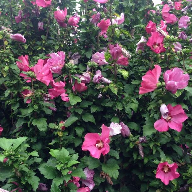 Hibiscus Syriacus Woodbridge CLT 35-50 10-12 A.F.