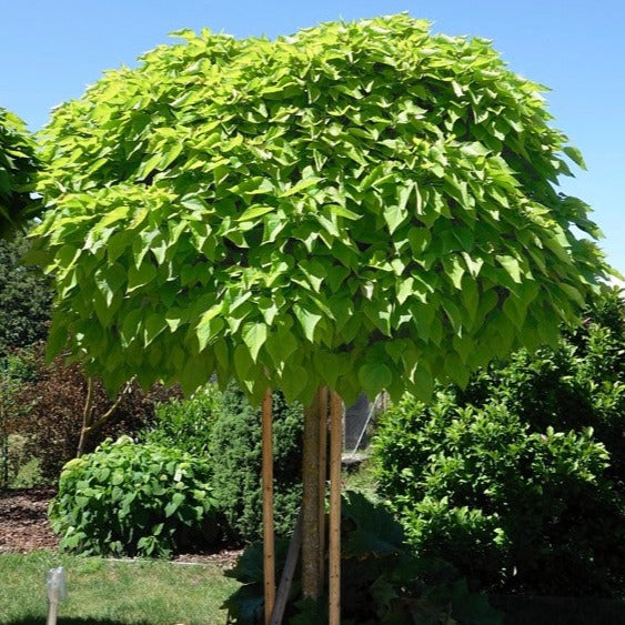 Catalpa Bungei CLT 25-30 12-14 1/2 F.