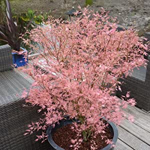 Acer - Palmatum Jerre Schwartz