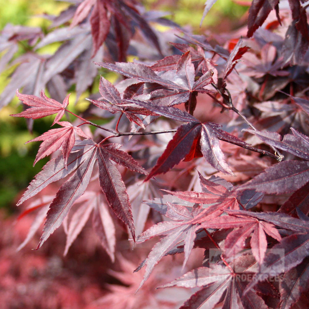 Acer palmatum 'Bloodgood' 125-150  C50