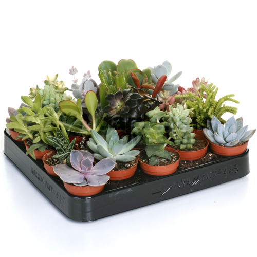 Succulent mix / P9, in zinc pot (PB)