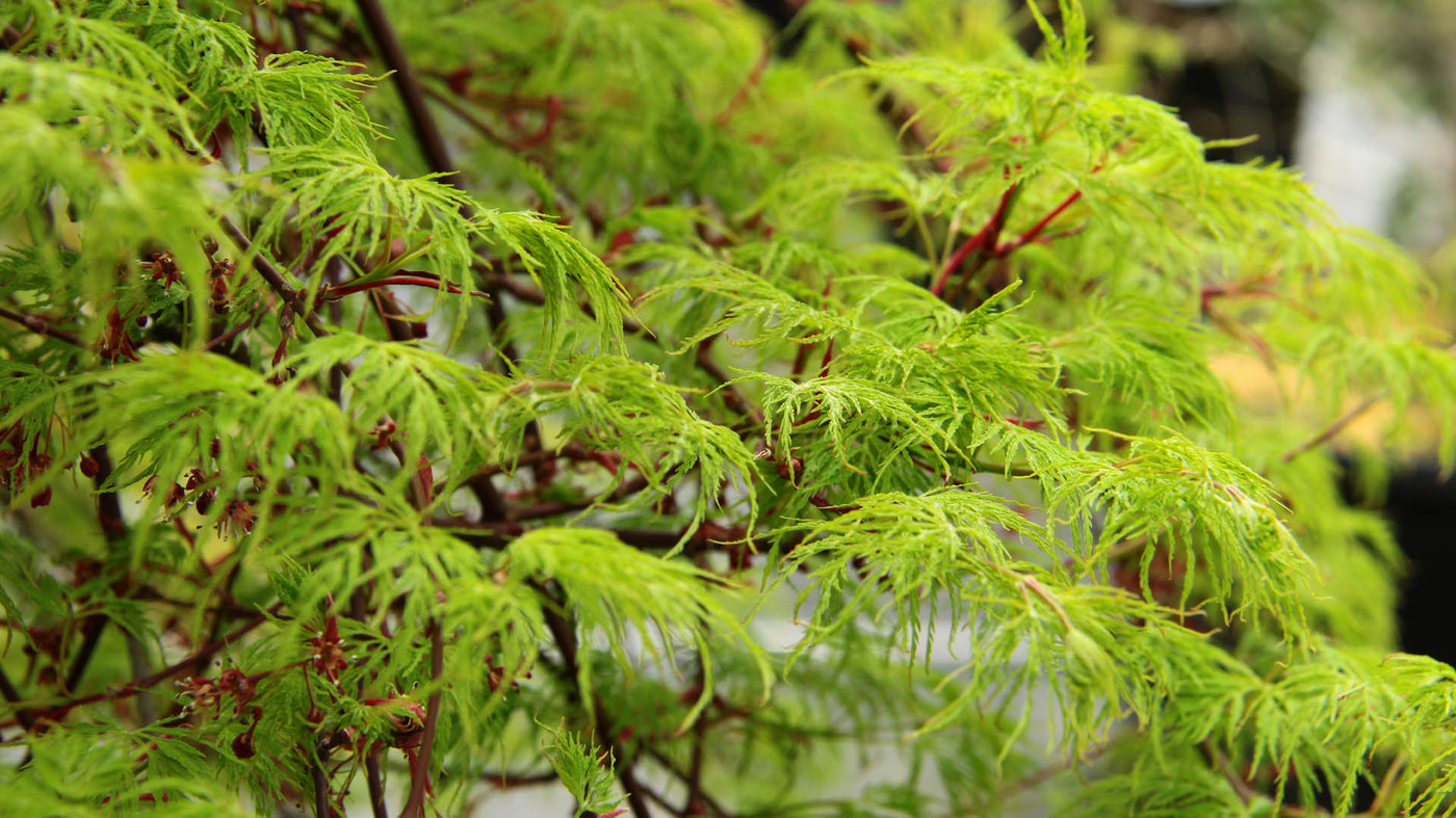 Acer palmatum 'Emerald Lace' / 100-125cm C14, Column