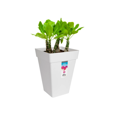 Loft Urban Square High 37 (White)