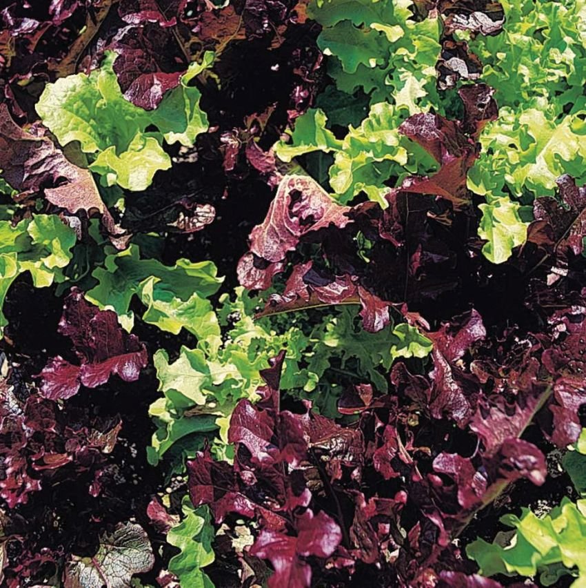 Lettuce Red & Green Salad Bowl (Organic) - The Pavilion