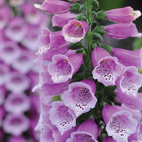 Foxglove Purple Carousel - The Pavilion
