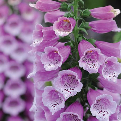 Foxglove Purple Carousel - The Pavilion