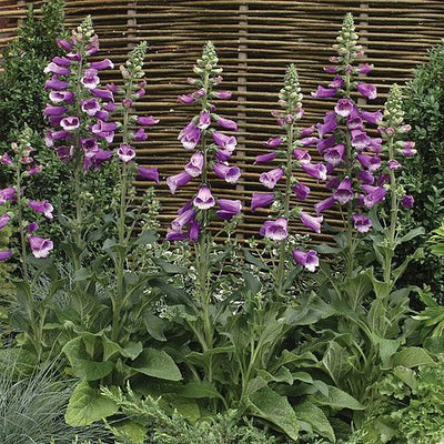 Foxglove Purple Carousel - The Pavilion