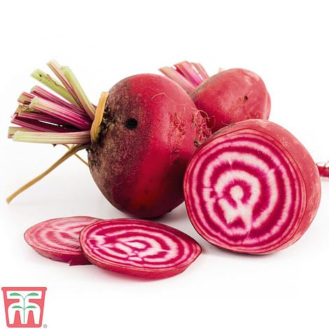 Beetroot Chioggia - The Pavilion