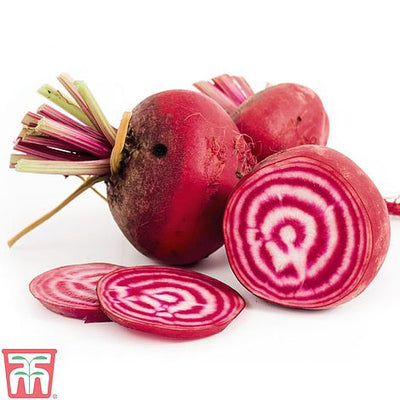 Beetroot Chioggia - The Pavilion