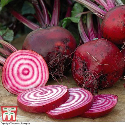 Beetroot Chioggia - The Pavilion