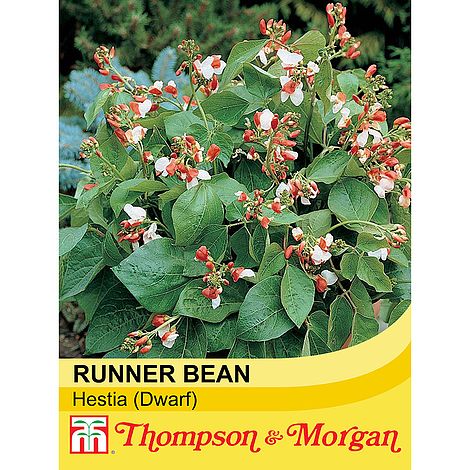 Dwarf Runner Bean Hestia - The Pavilion