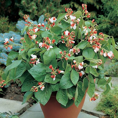 Dwarf Runner Bean Hestia - The Pavilion