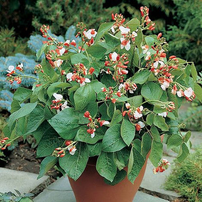 Dwarf Runner Bean Hestia - The Pavilion