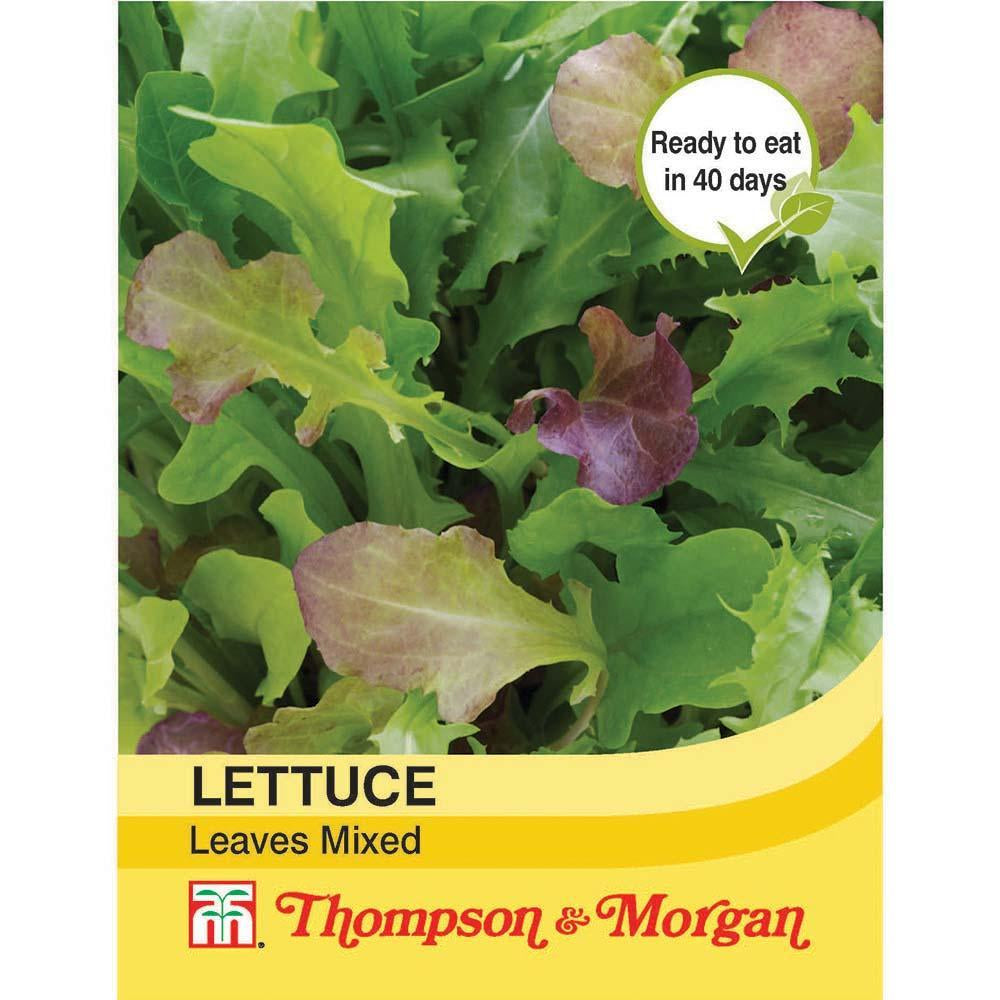 Lettuce Salad Leaves Mixed - The Pavilion