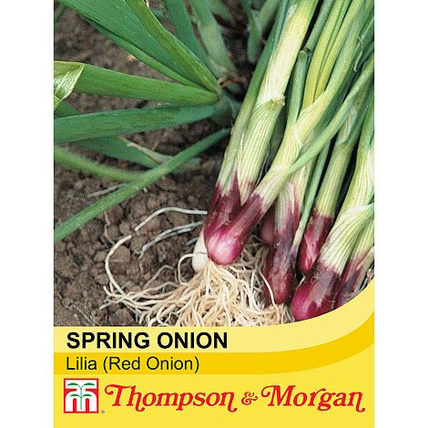Spring Onion Lilia - The Pavilion