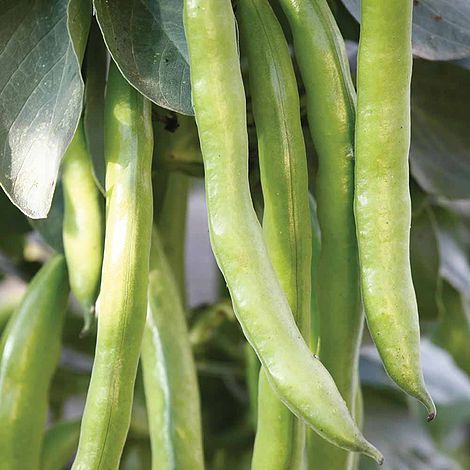 Broad Bean Masterpiece Green Longpod - The Pavilion