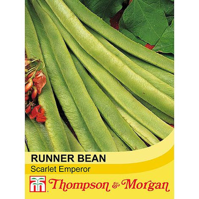 Runner Bean Scarlet Emperor - The Pavilion