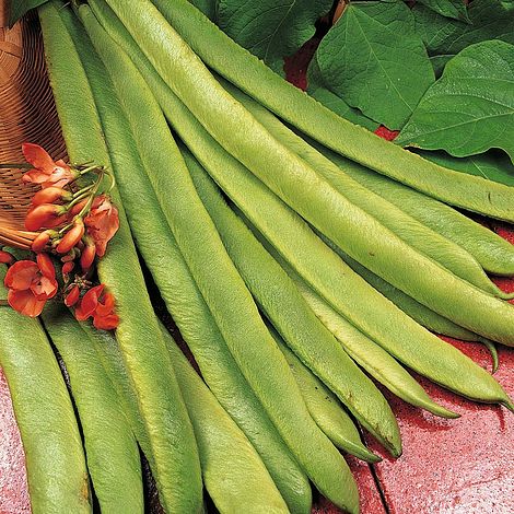 Runner Bean Scarlet Emperor - The Pavilion