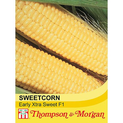 Sweetcorn Early Xtra Sweet F1 Hybrid - The Pavilion