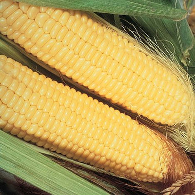 Sweetcorn Early Xtra Sweet F1 Hybrid - The Pavilion