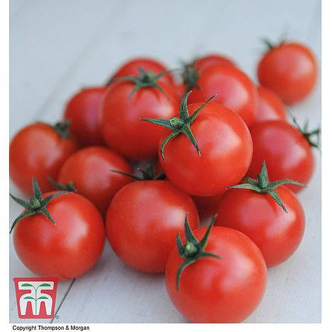 Tomato Gardeners Delight - The Pavilion