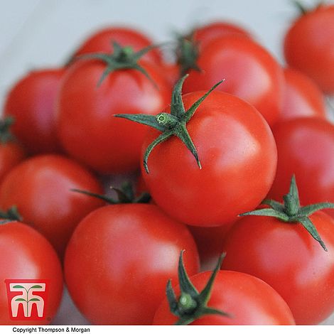 Tomato Gardeners Delight - The Pavilion
