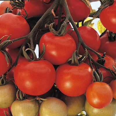 Tomato Ailsa Craig - The Pavilion