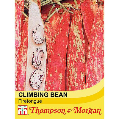 Climbing Bean Borlotto Lingua (Firetongue) - The Pavilion