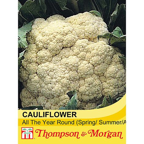 Cauliflower All The Year Round - The Pavilion