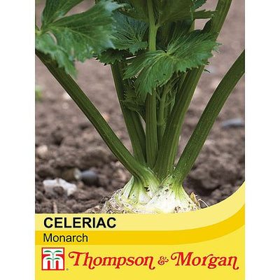 Celeriac Monarch - The Pavilion