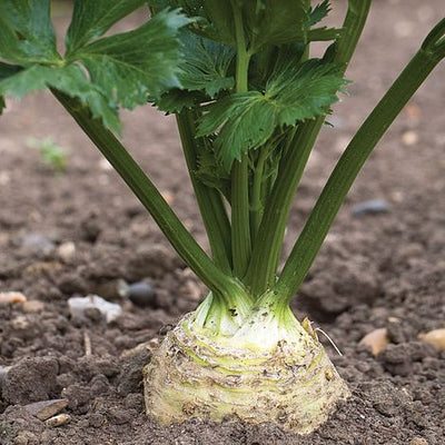 Celeriac Monarch - The Pavilion