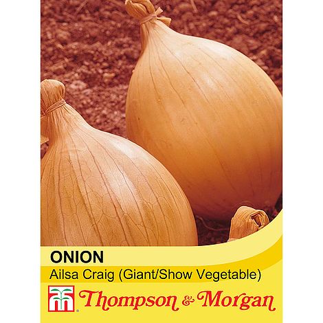 Onion Ailsa Craig - The Pavilion