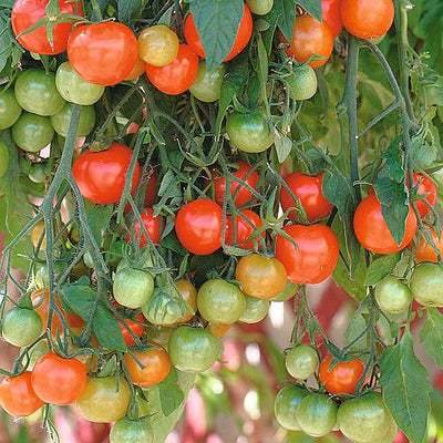 Tomato Tumbling Tom Red - The Pavilion