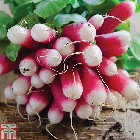 Radish French Breakfast 3 - The Pavilion