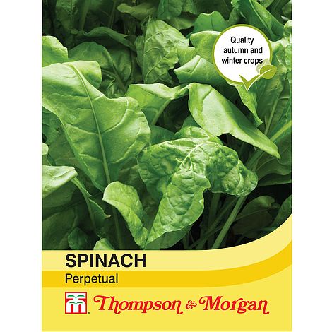 Spinach Perpetual - The Pavilion