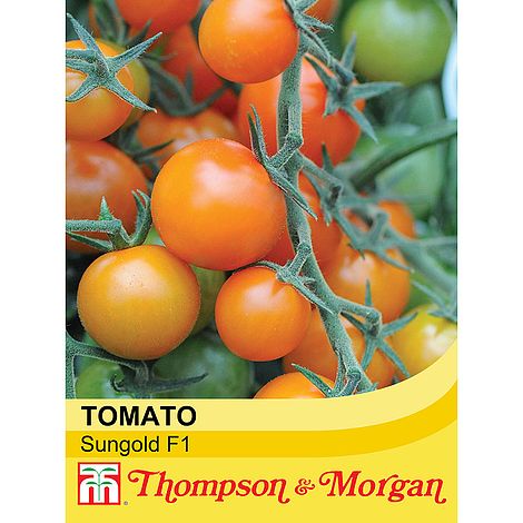 Tomato Sungold F1 Hybrid - The Pavilion