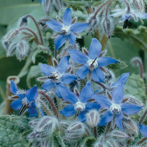 Herb Borage - The Pavilion