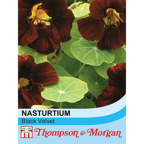 Nasturtium Black Velvet - The Pavilion