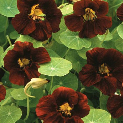 Nasturtium Black Velvet - The Pavilion