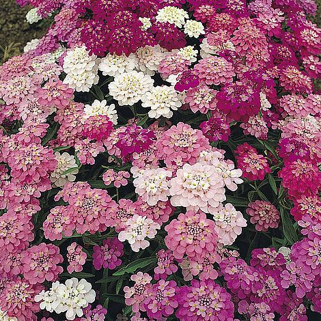 Candytuft Dwarf Fairy Mixed - The Pavilion