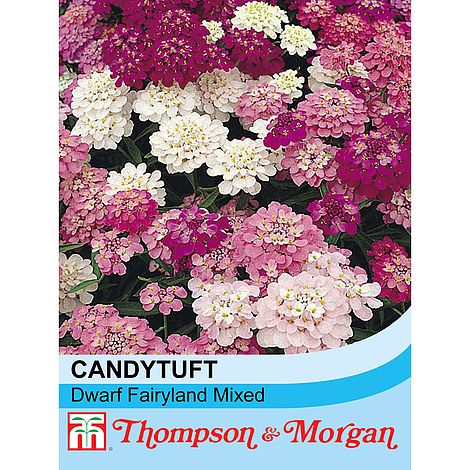 Candytuft Dwarf Fairy Mixed - The Pavilion