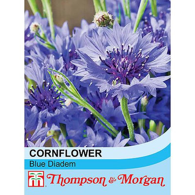 Wild Flower Cornflower Blue Diadem - The Pavilion