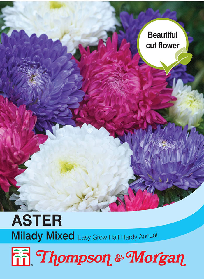 Aster Milady Mixed - The Pavilion