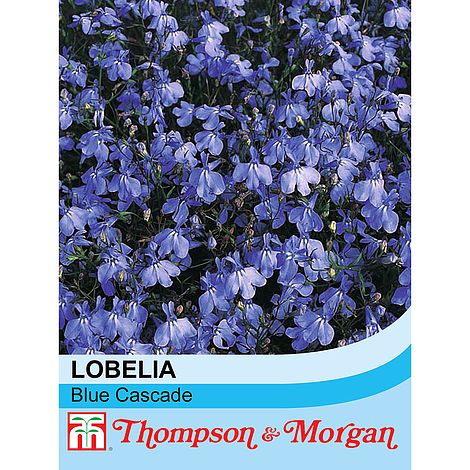 Lobelia (Trailing) Blue Cascade - The Pavilion