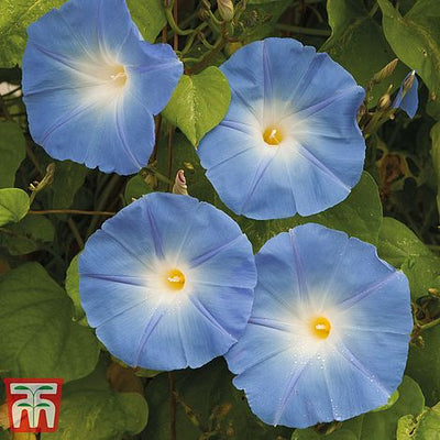 Morning Glory Heavenly Blue (Ipomoea) - The Pavilion